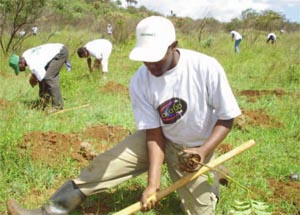 A DaC planting co-ordinator at work