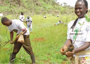 Planting young saplings in the Kenyan fields