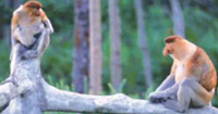 A pair of Orangutans having a natter...