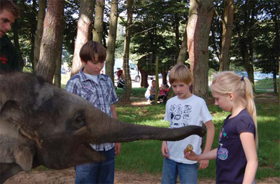 The children feed the elephants